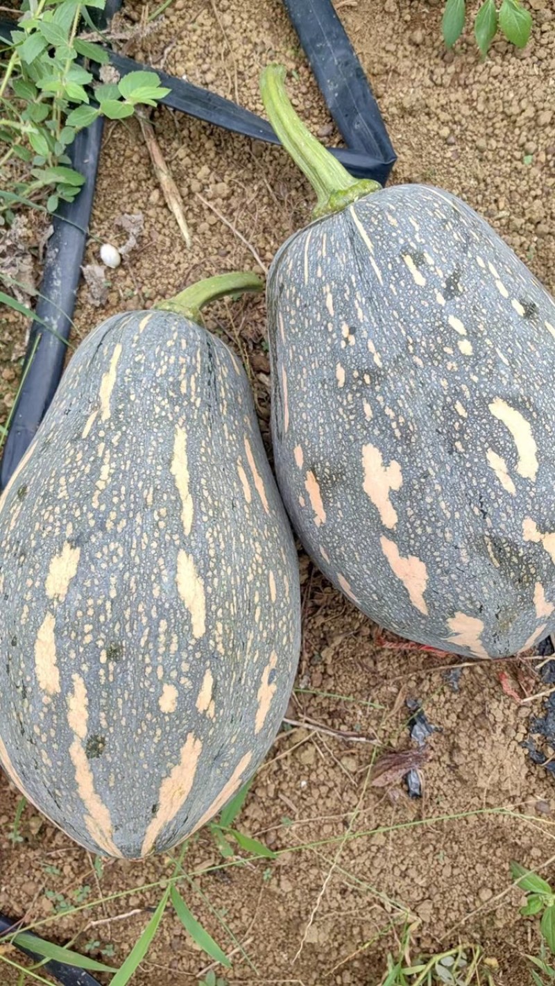 香芋南瓜大量供应