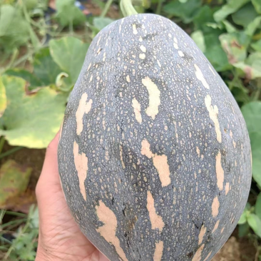 香芋南瓜大量供应