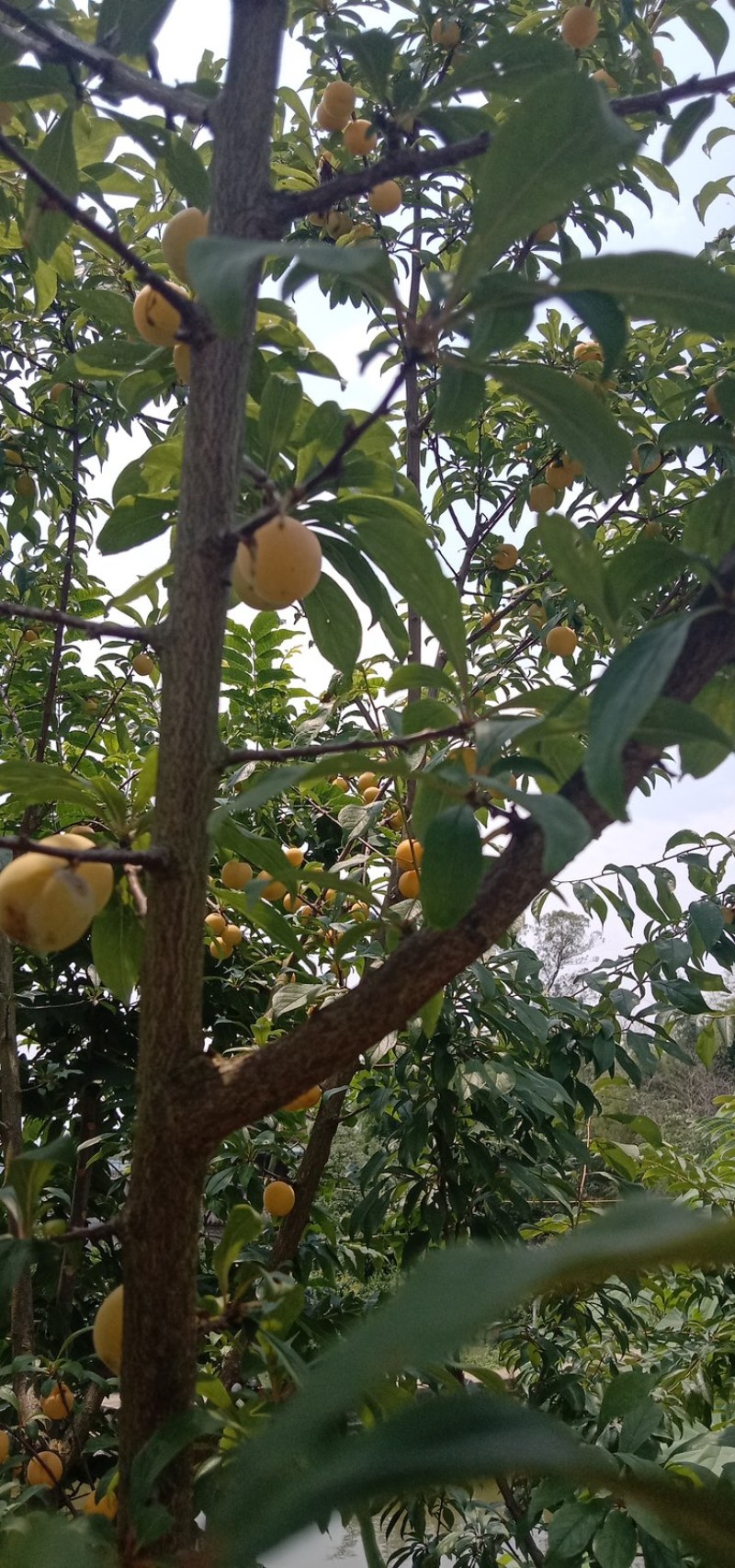 精品蜂糖李