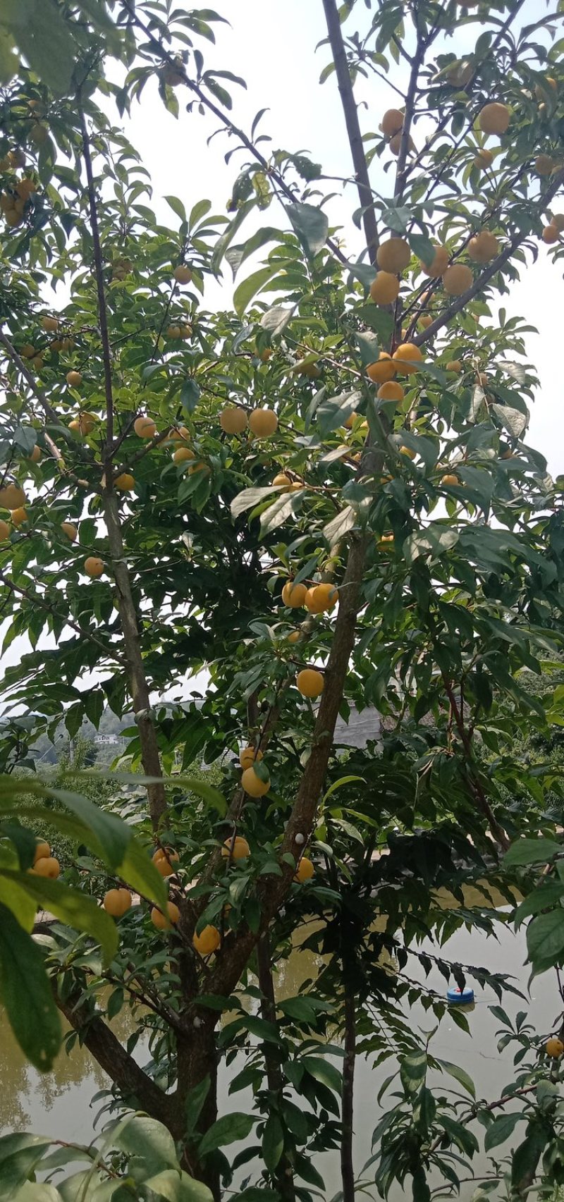 精品蜂糖李