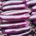 河南精品紫色长茄子大量上市电商超市市场支持全国发货