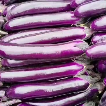 河南精品紫色长茄子大量上市电商超市市场支持全国发货