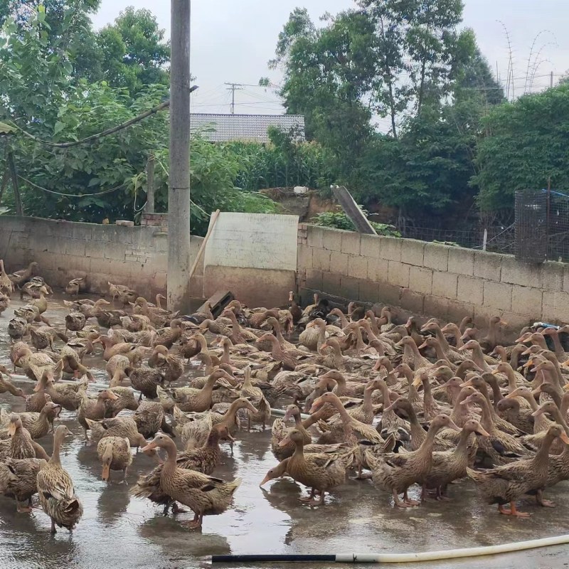 绵阳鸭蛋农户现捡现发品质保证诚信经营欢迎老板联系