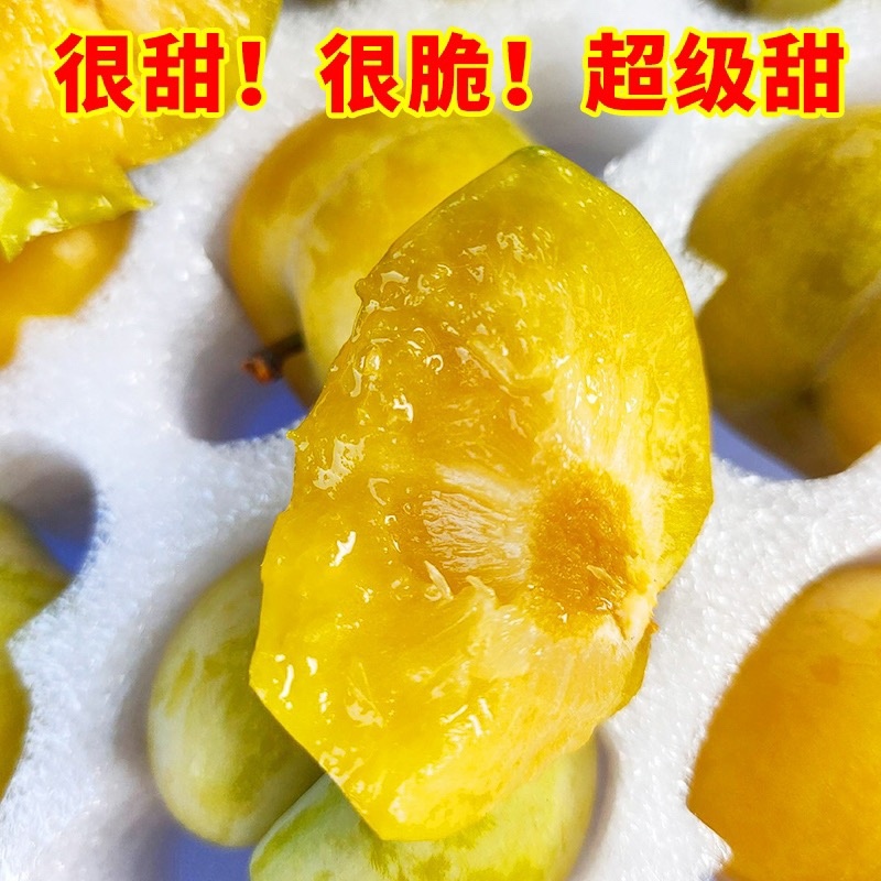精品蜂糖李