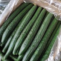 河南精品黄瓜大量上市中产地直供支持全国发货欢迎订购