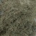 中药材批发小米草产地直售批发价格店铺有千种药材