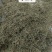 中药材批发小米草产地直售批发价格店铺有千种药材