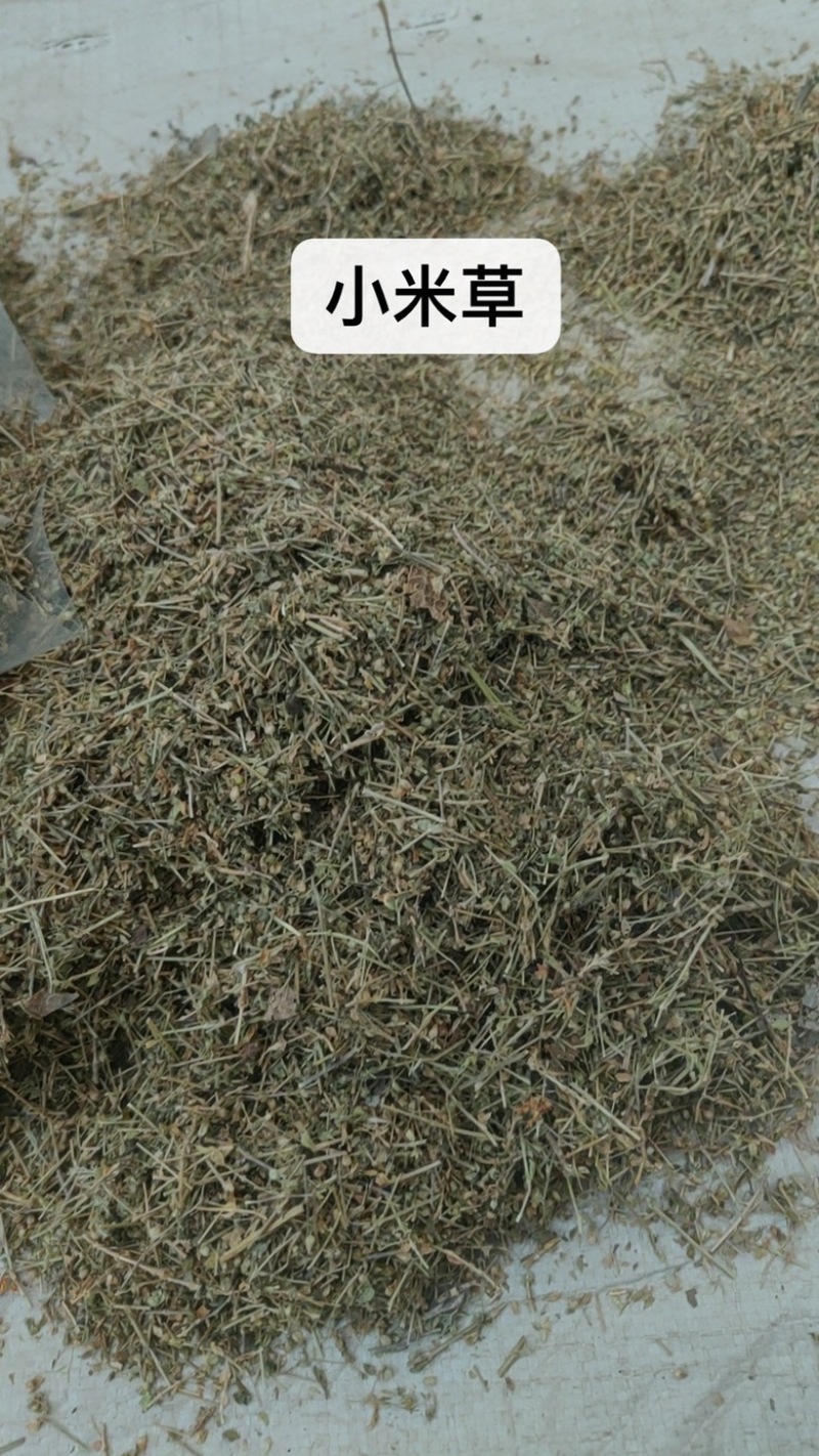 中药材批发小米草产地直售批发价格店铺有千种药材