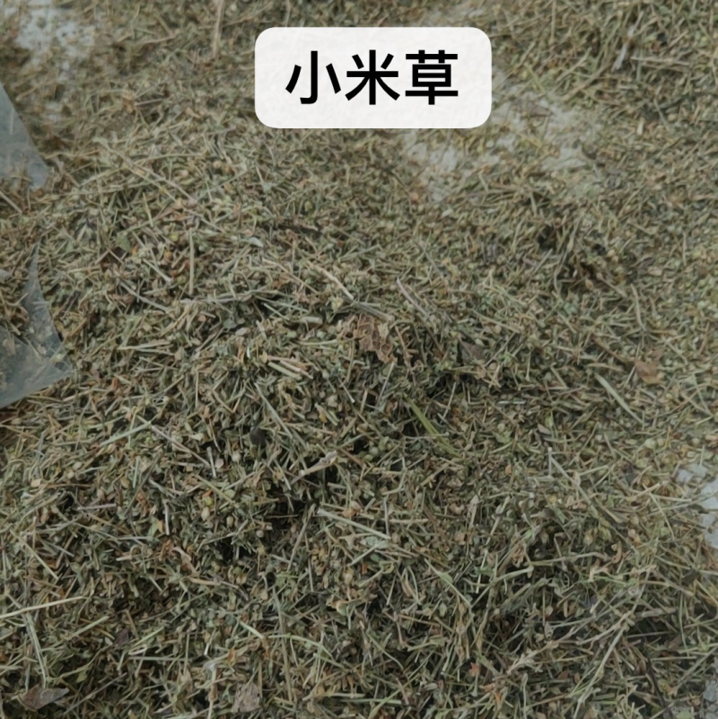 中药材批发小米草产地直售批发价格店铺有千种药材