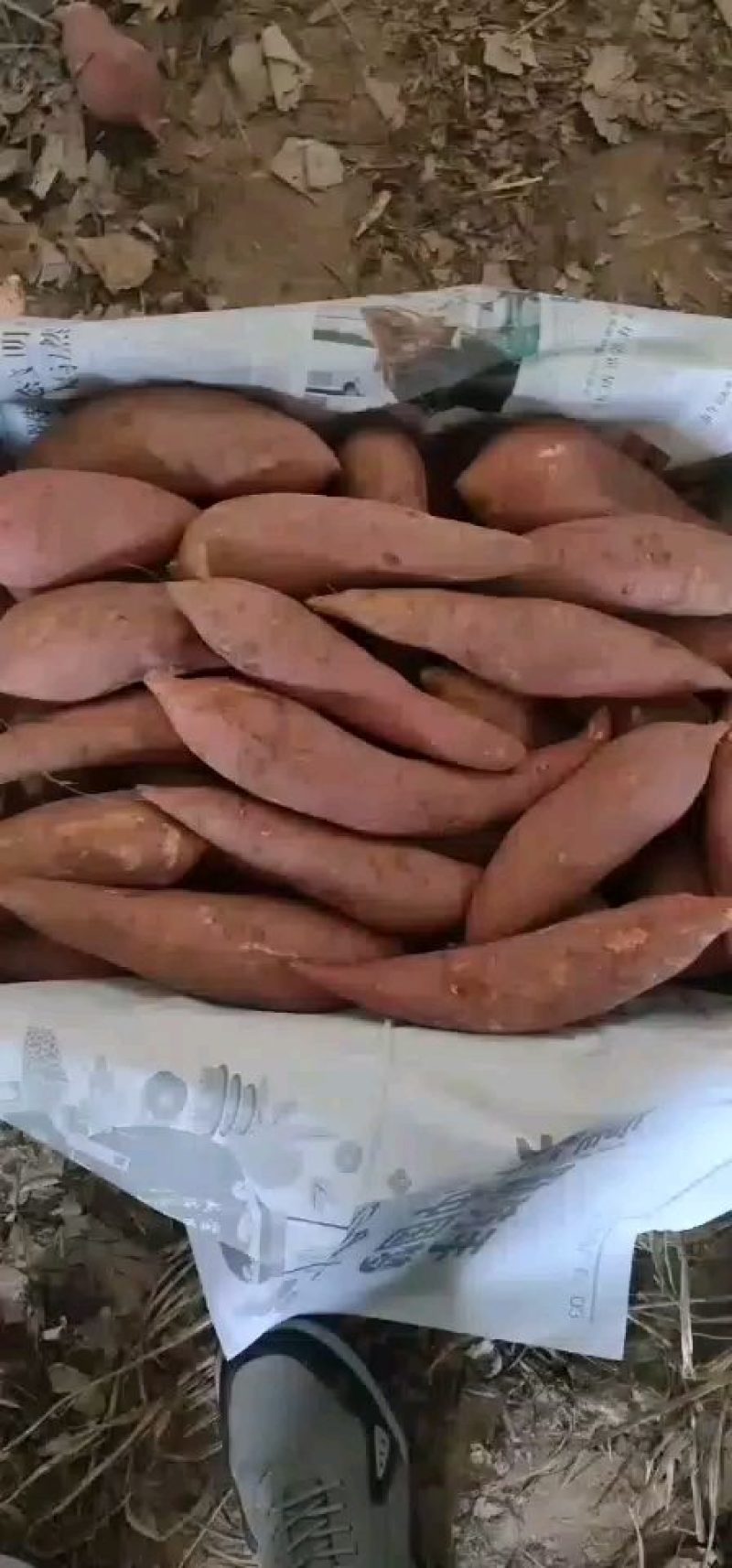 精品龙薯九，大量供应，口感好，皮毛好，软糯香甜