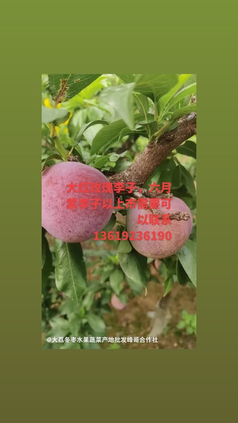 六月紫李子产地，，大红玫瑰李子价格，李子批发