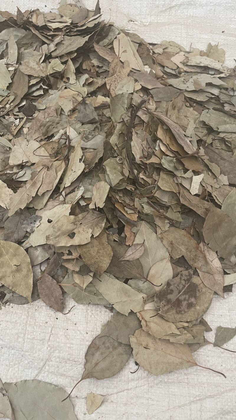 中药材批发莽草叶产地直售批发价格店铺有千种药材