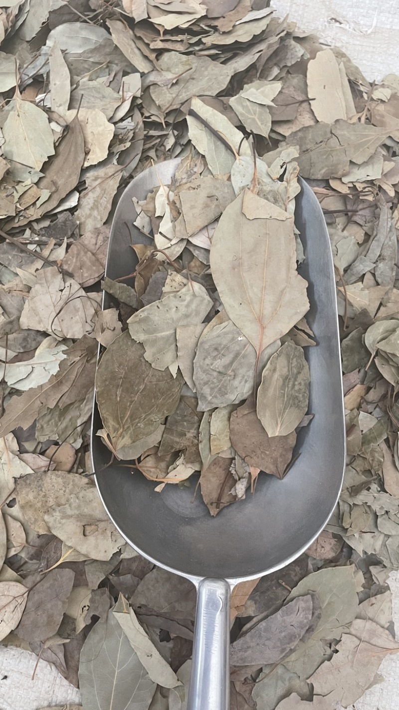 中药材批发莽草叶产地直售批发价格店铺有千种药材