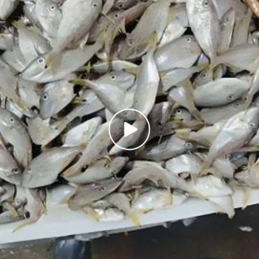 小号马面鱼