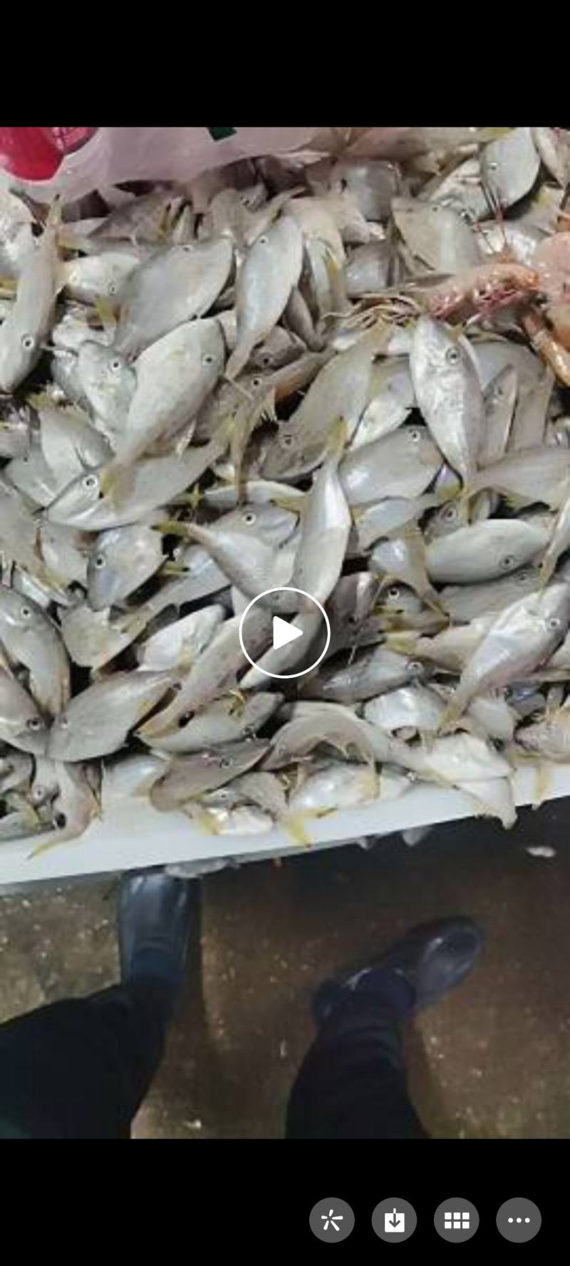 小号马面鱼