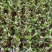 富贵竹步步高三支五支步步高盆栽新型绿植净化新鲜空气