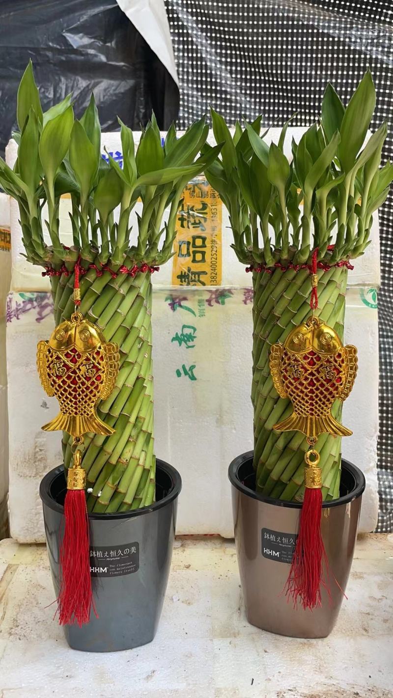 富贵竹步步高三支五支步步高盆栽新型绿植净化新鲜空气