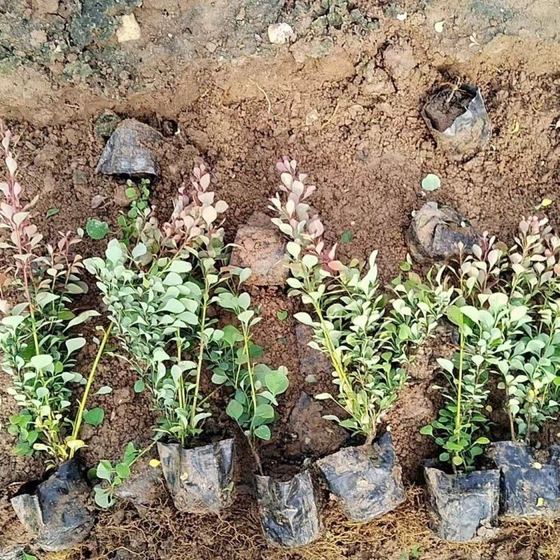 红叶小波基地直销，大量供应，可实地看货，一手货源。