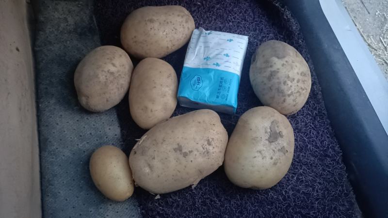 周口土豆大量供应中市场电商超市保证质量