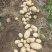 周口土豆大量供应中市场电商超市保证质量