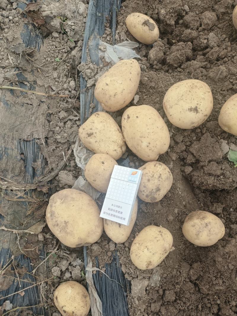 周口土豆大量供应中市场电商超市保证质量