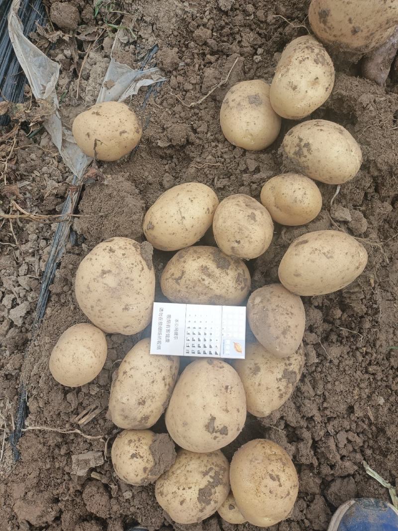 周口土豆大量供应中市场电商超市保证质量