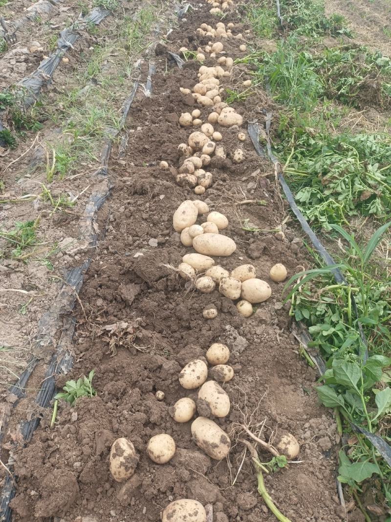 周口土豆大量供应中市场电商超市保证质量