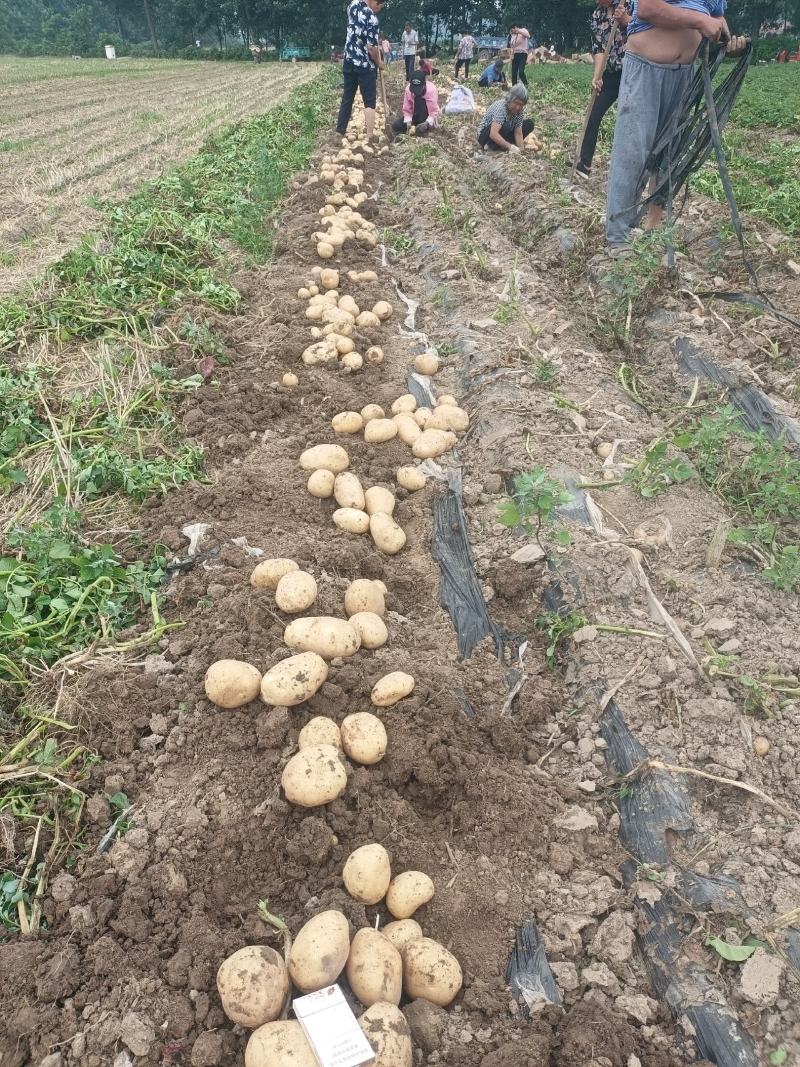周口土豆大量供应中市场电商超市保证质量