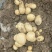 周口土豆大量供应中市场电商超市保证质量