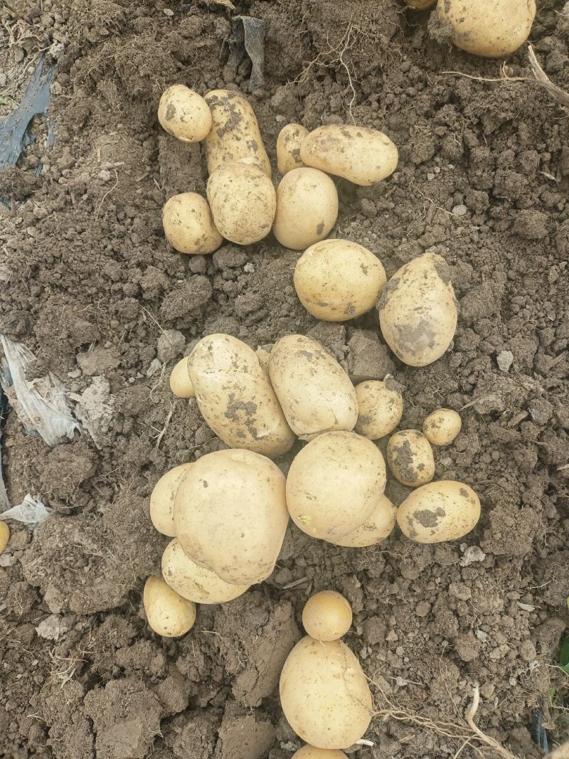 周口土豆大量供应中市场电商超市保证质量