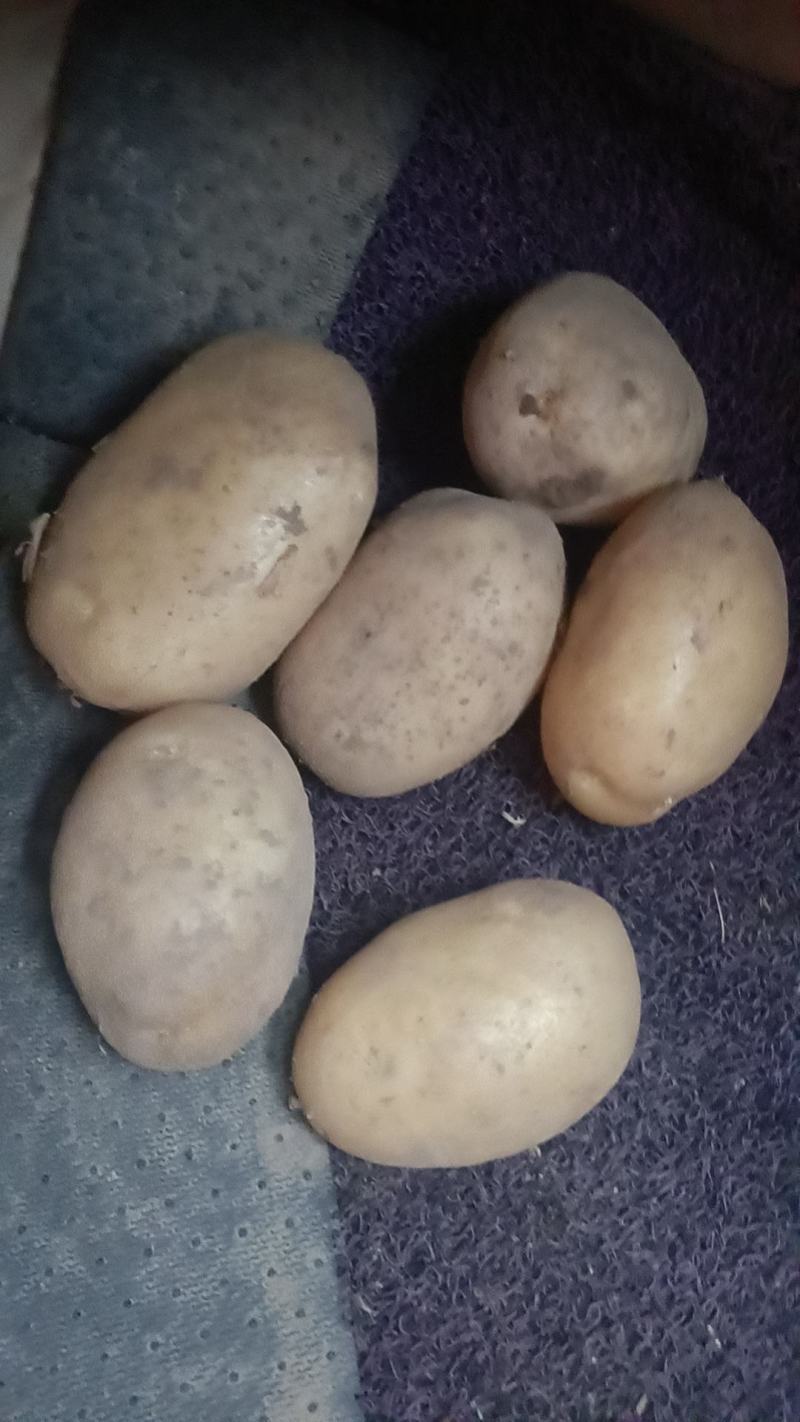 周口土豆大量供应中市场电商超市保证质量