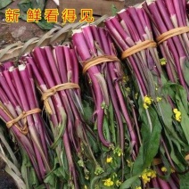 菜苔红菜苔口感鲜嫩产地一手货源大量有货欢迎来电