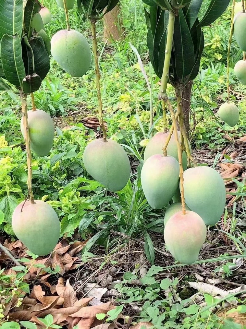 百色芒果
