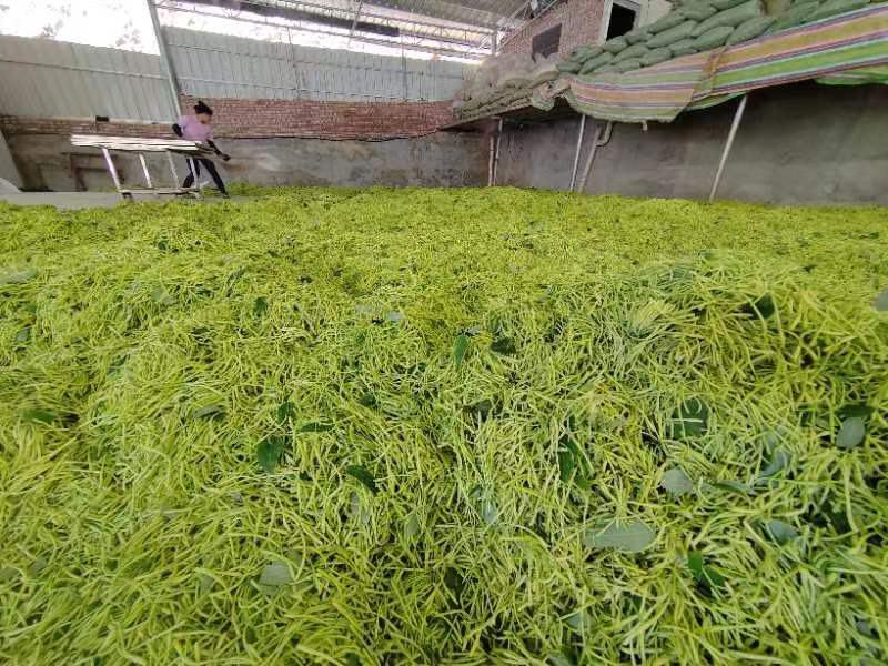 金银花