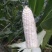 ，白糯玉米，鲜玉米，籽粒饱满，无虫咬，大量上市中