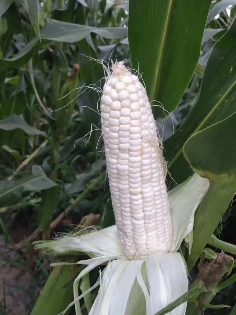 ，白糯玉米，鲜玉米，籽粒饱满，无虫咬，大量上市中
