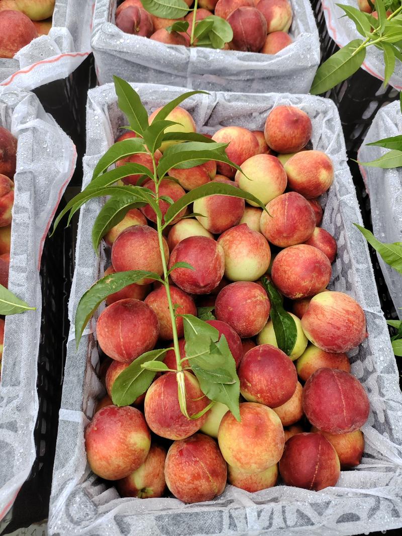 桃红桃基地直发质量保证可提供包邮5斤一箱29.9