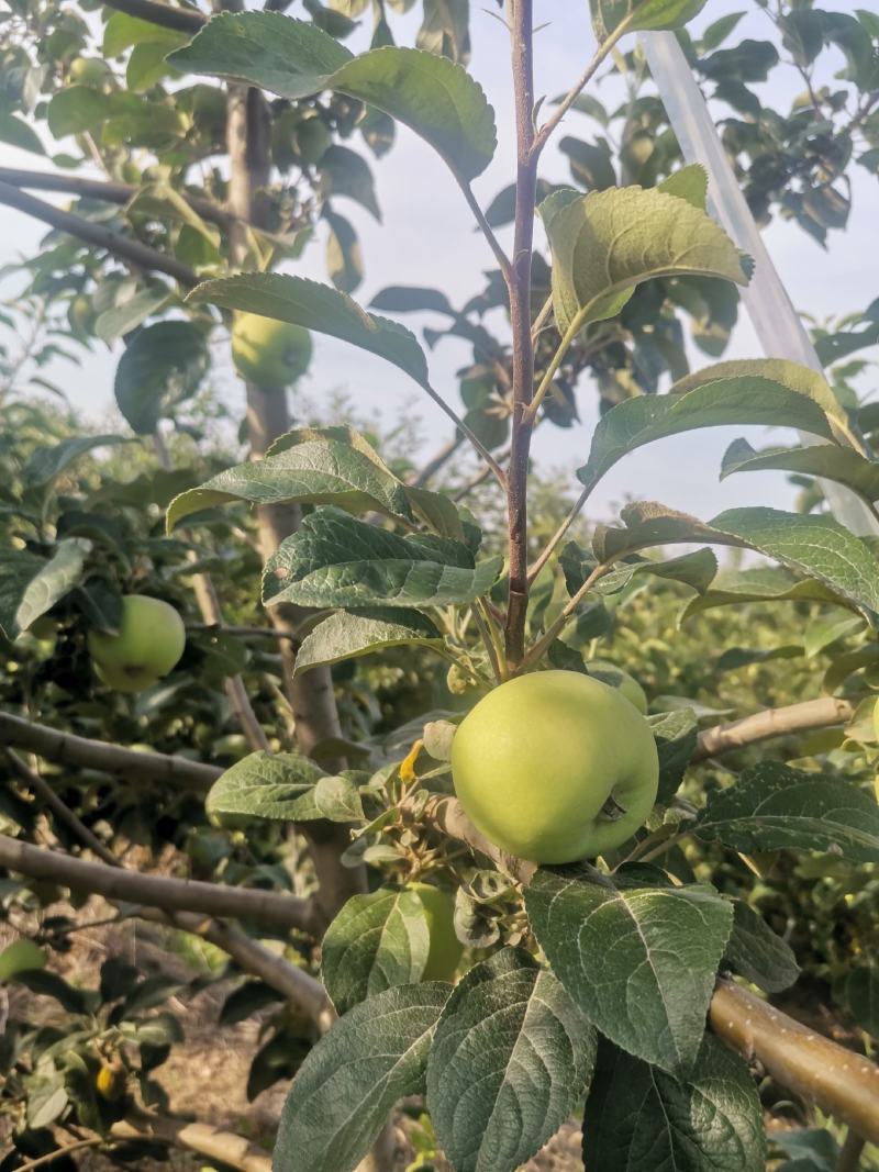 青苹果藤木苹果脆甜多汁产地现摘现发价格优惠支持视频看货