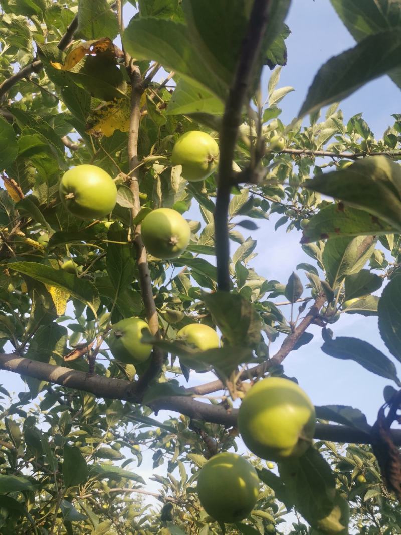 青苹果藤木苹果脆甜多汁产地现摘现发价格优惠支持视频看货