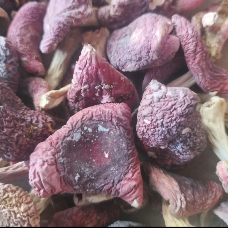 红菇，源产地一首货源四红菇，煲汤红菇，月子菇都是挑选货