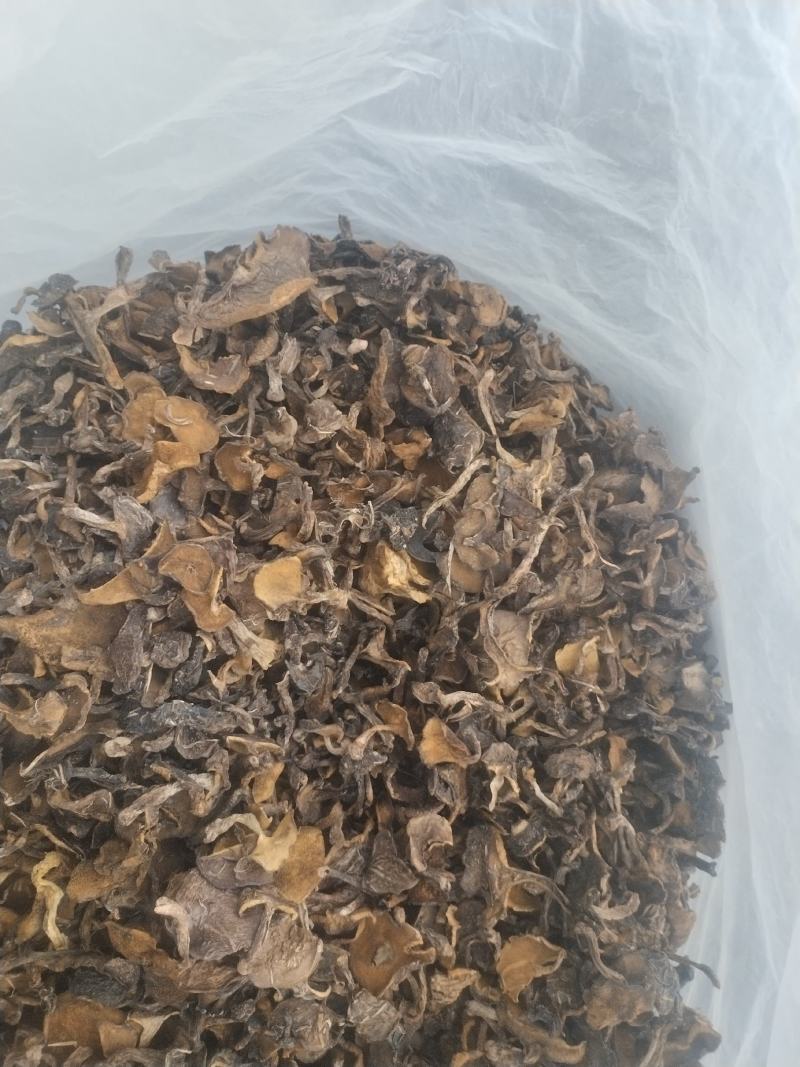 松蘑滑子菇涨团子涨蛾子土信源头产地挑选货过筛灰