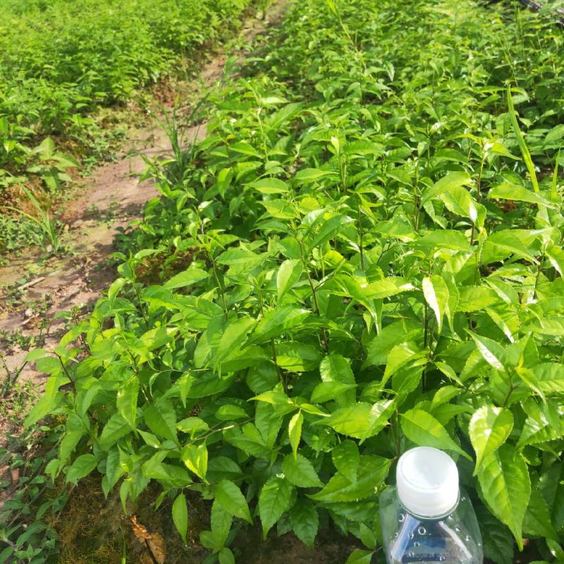 又叫称星树，青皮柴，江西产地