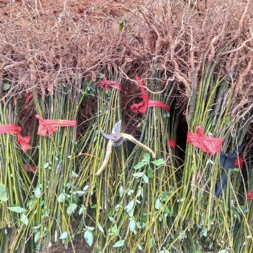 山苍子种苗江西高含量山苍子优选种苗