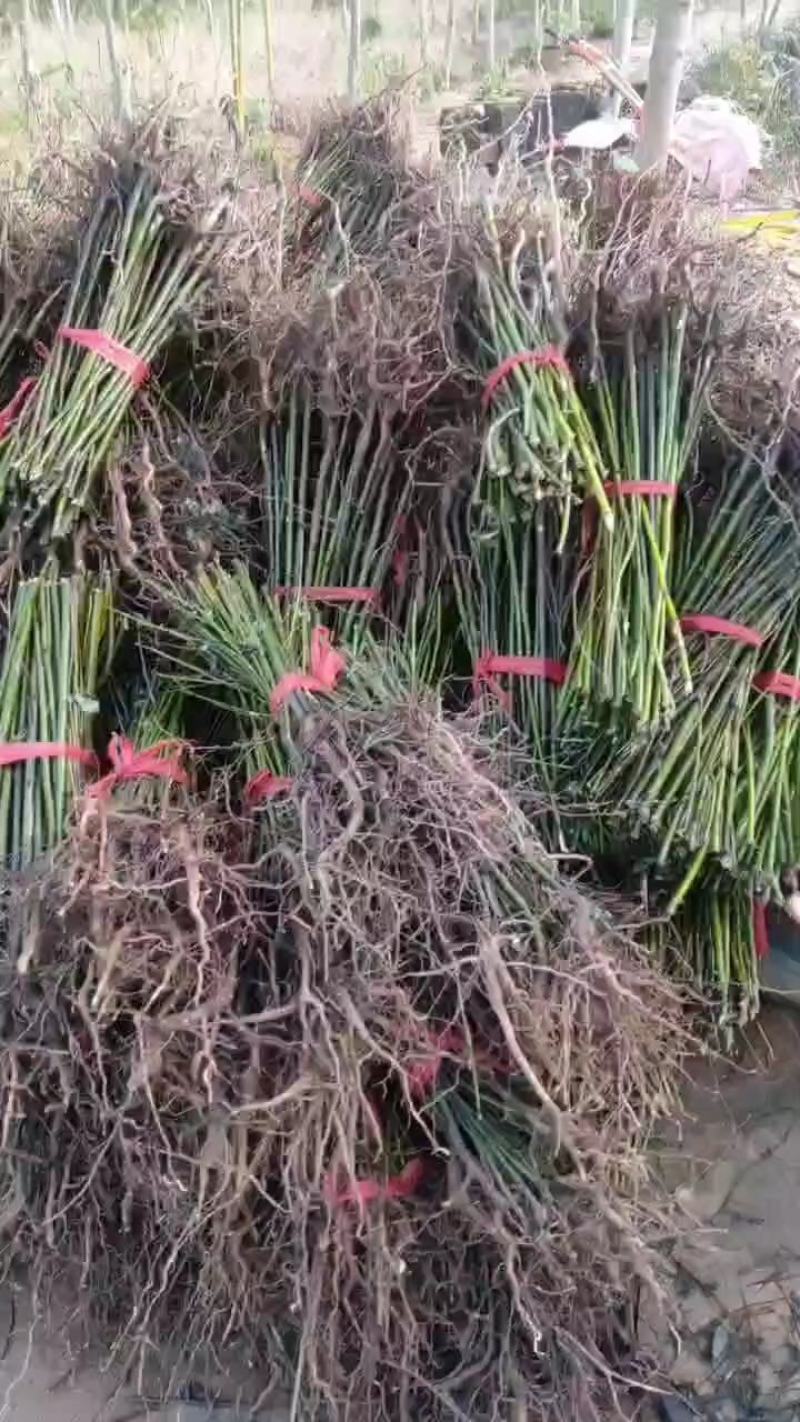 山苍子种苗江西高含量山苍子优选种苗