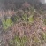 山苍子种苗江西高含量山苍子优选种苗