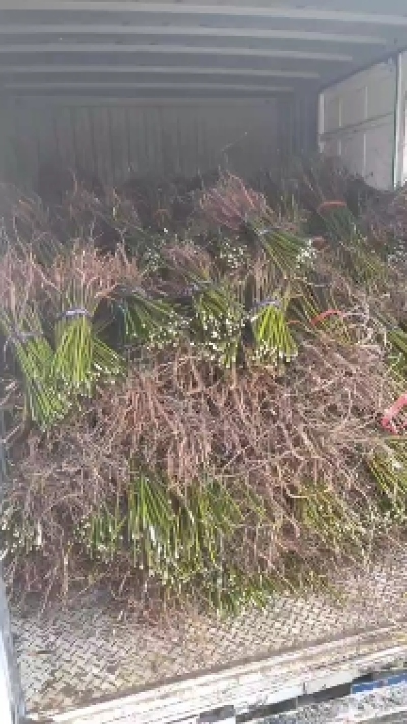 山苍子种苗江西高含量山苍子优选种苗