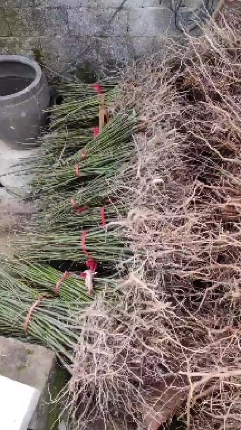 山苍子种苗江西高含量山苍子优选种苗