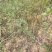 山苍子种苗江西高含量山苍子优选种苗