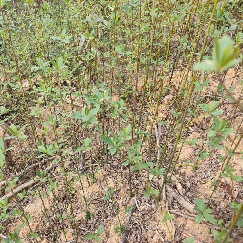 山苍子种苗江西高含量山苍子优选种苗