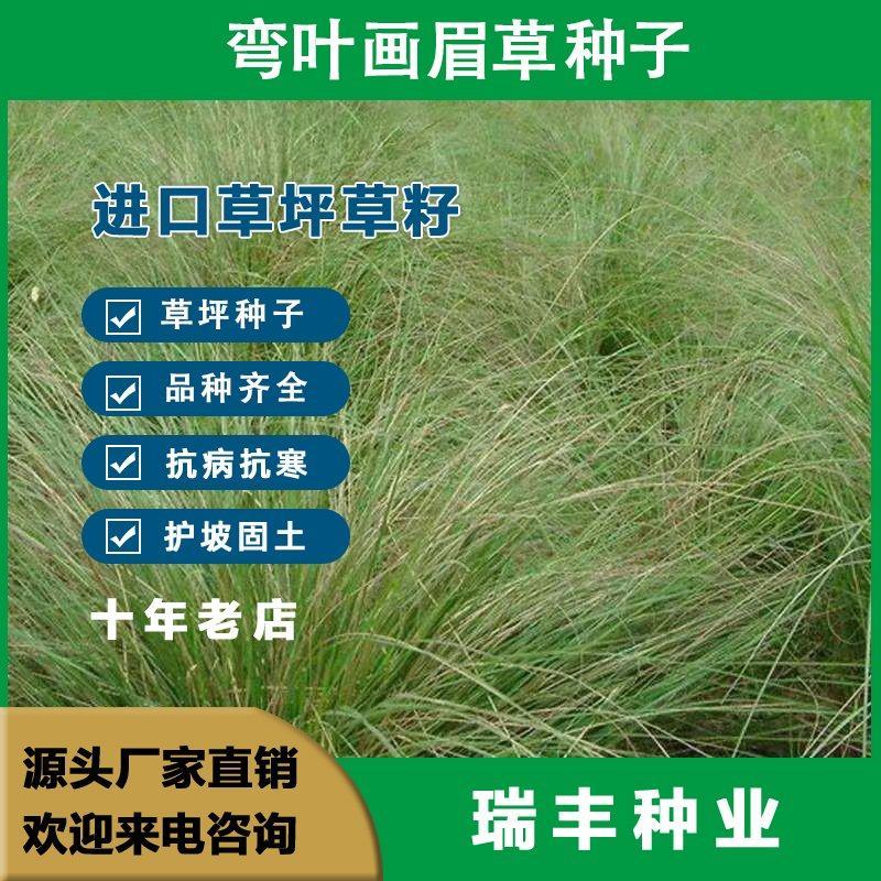 弯叶画眉草种子绣花草耐热耐寒耐旱庭院多年生观赏草草本